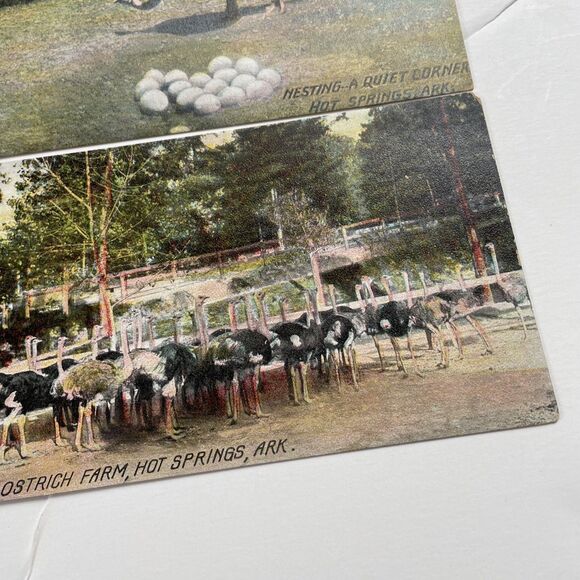 Ostrich Postcard Lot 12pcs Ephemera Paper Crafts Scrapbooking - Picture 11 of 13